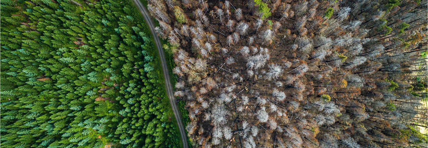 Aerial view of a forest divided by a path, with lush green trees on the left and dry, brown, leafless trees on the right—visually capturing contrast much like those studied in neuroscience research.