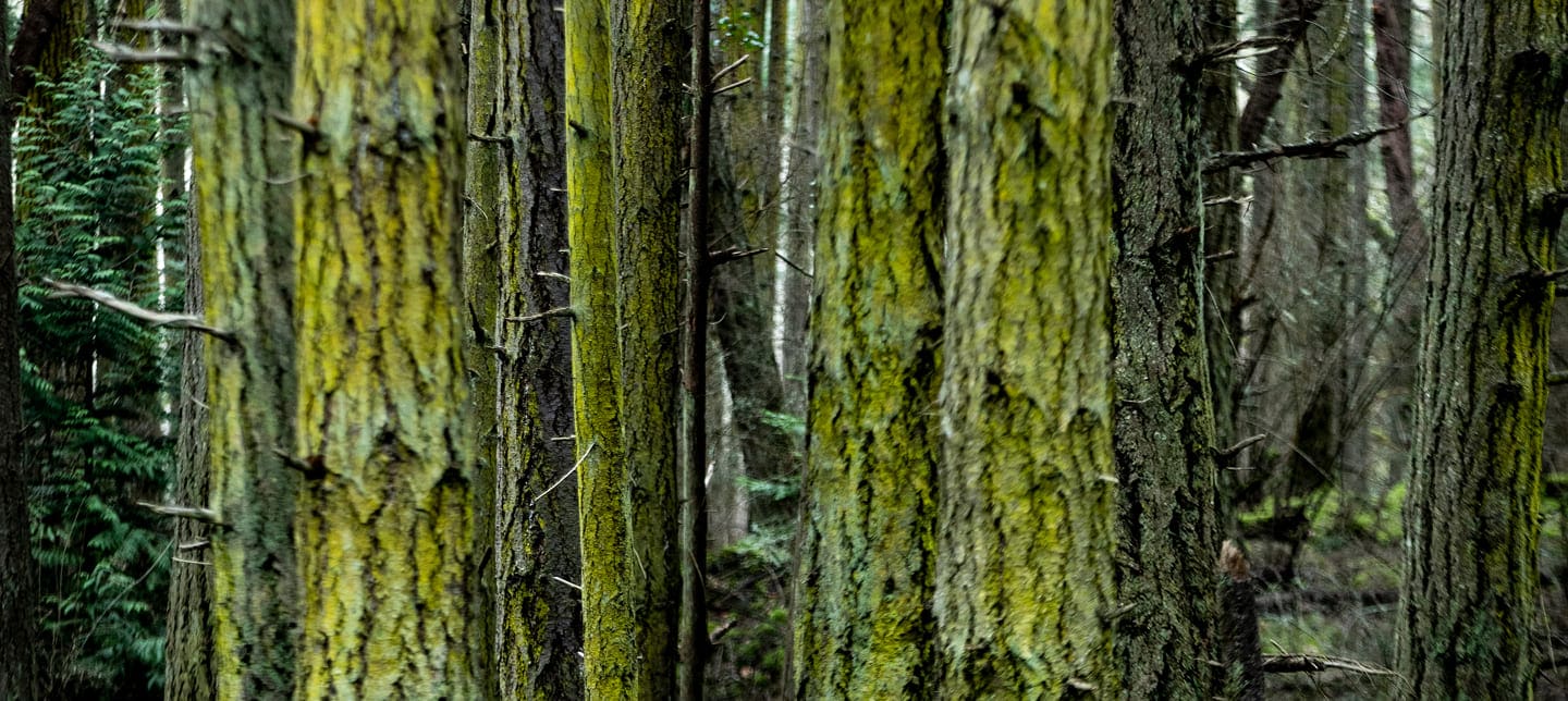 Close-up view of tall tree trunks covered in greenish-yellow moss in a dense, misty forest, with a soft focus on the background trees and foliage.
