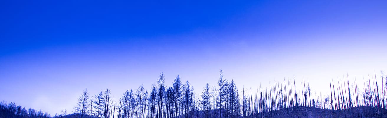 A row of thin, leafless trees stands on a gently sloping hill against a gradient blue sky, evoking the calm focus often sought in Washington neuroscience research and creating a stark and serene winter landscape.