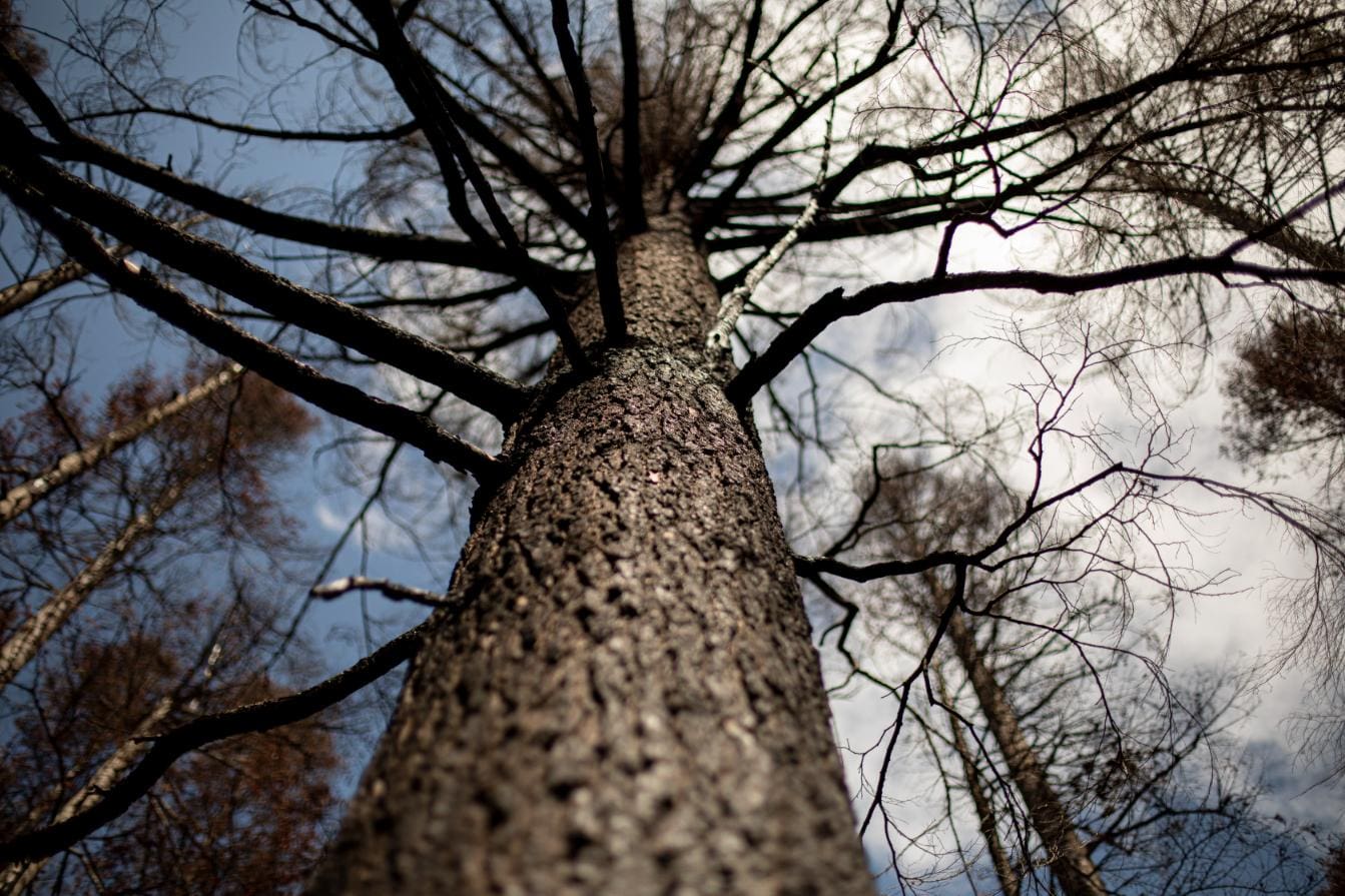 A dramatic upward view of a tall, leafless tree with rough bark and spreading branches against a cloudy blue sky, with other bare trees softly out of focus in the background.
