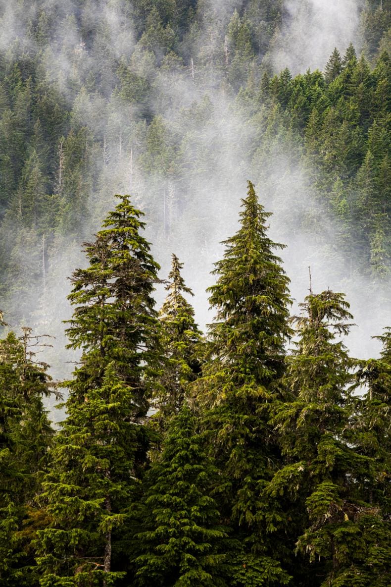 Tall evergreen trees stand densely packed in a forest with mist or fog drifting between them, creating a serene and lush, green landscape.