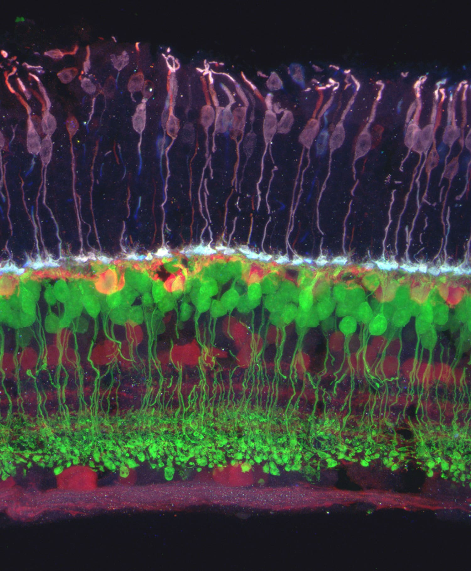 A close up of a cell, highlighting intricate details of an adult mouse retina (transgenic animal and immunolabeling).